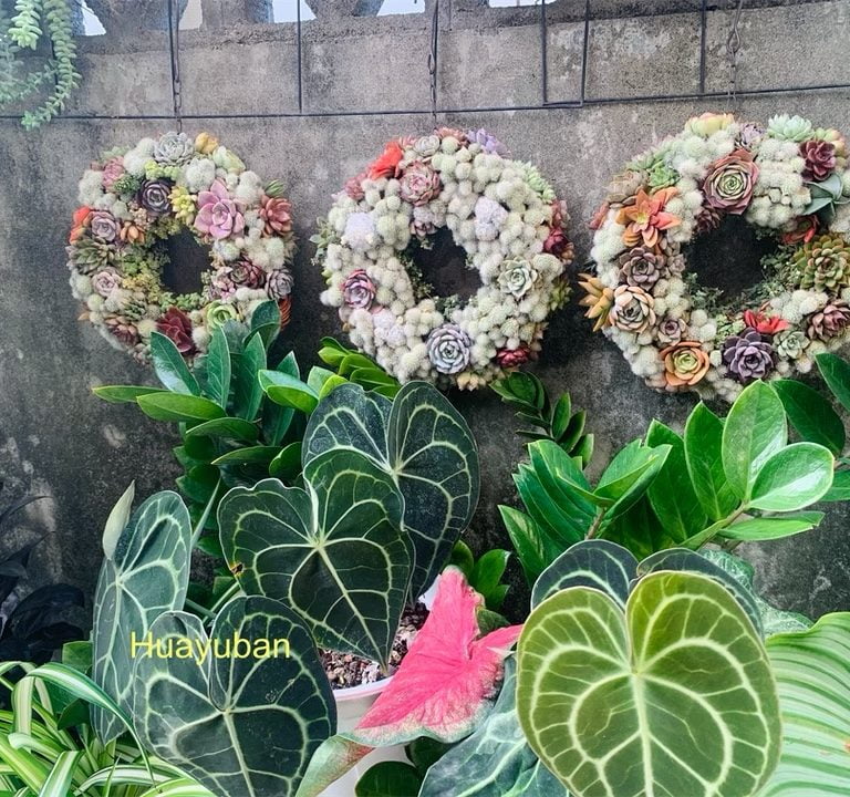 多肉仙人交易所