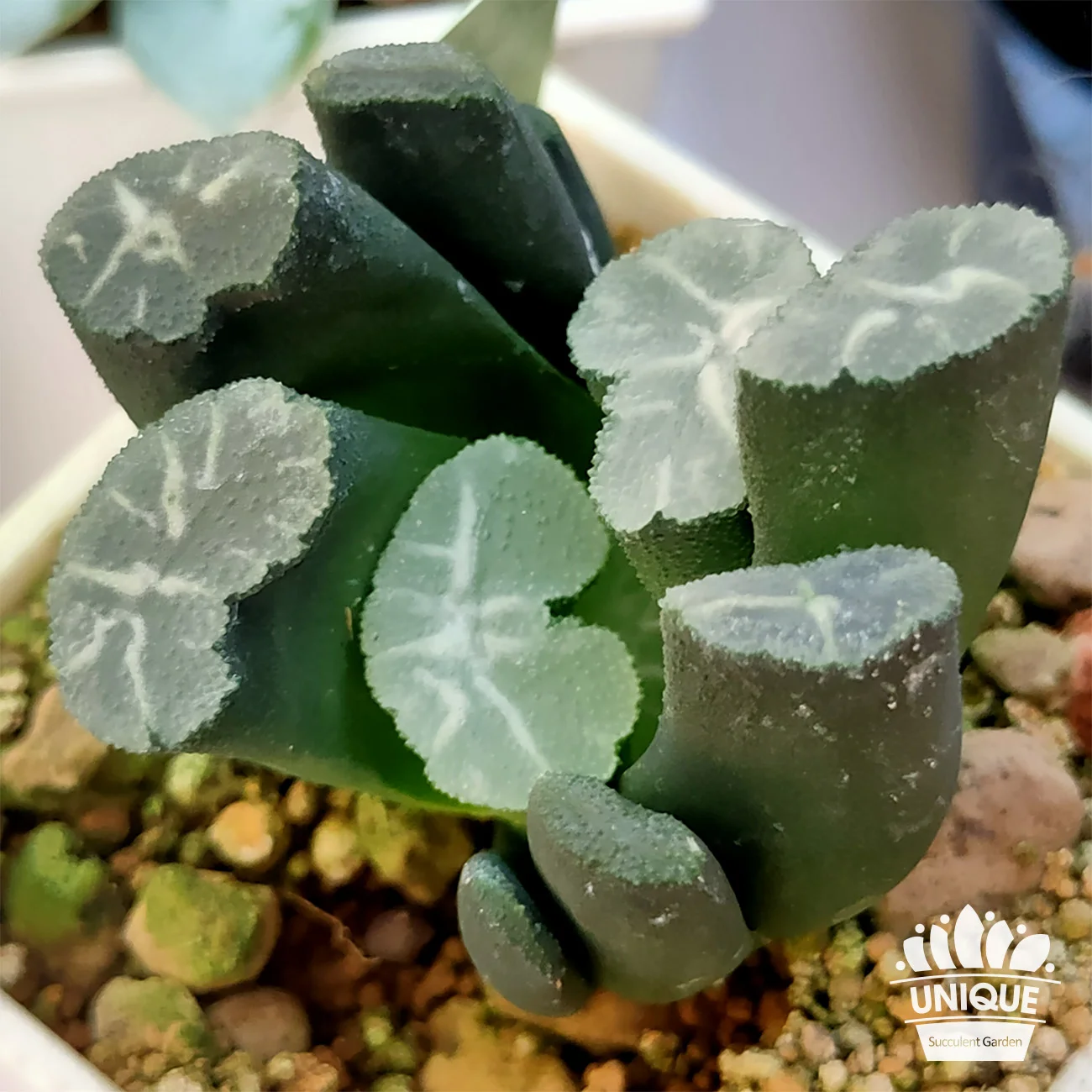 玉扇守氷×稲妻鬼岩李氏台湾実生玉扇” 多肉植物 ハオルチア