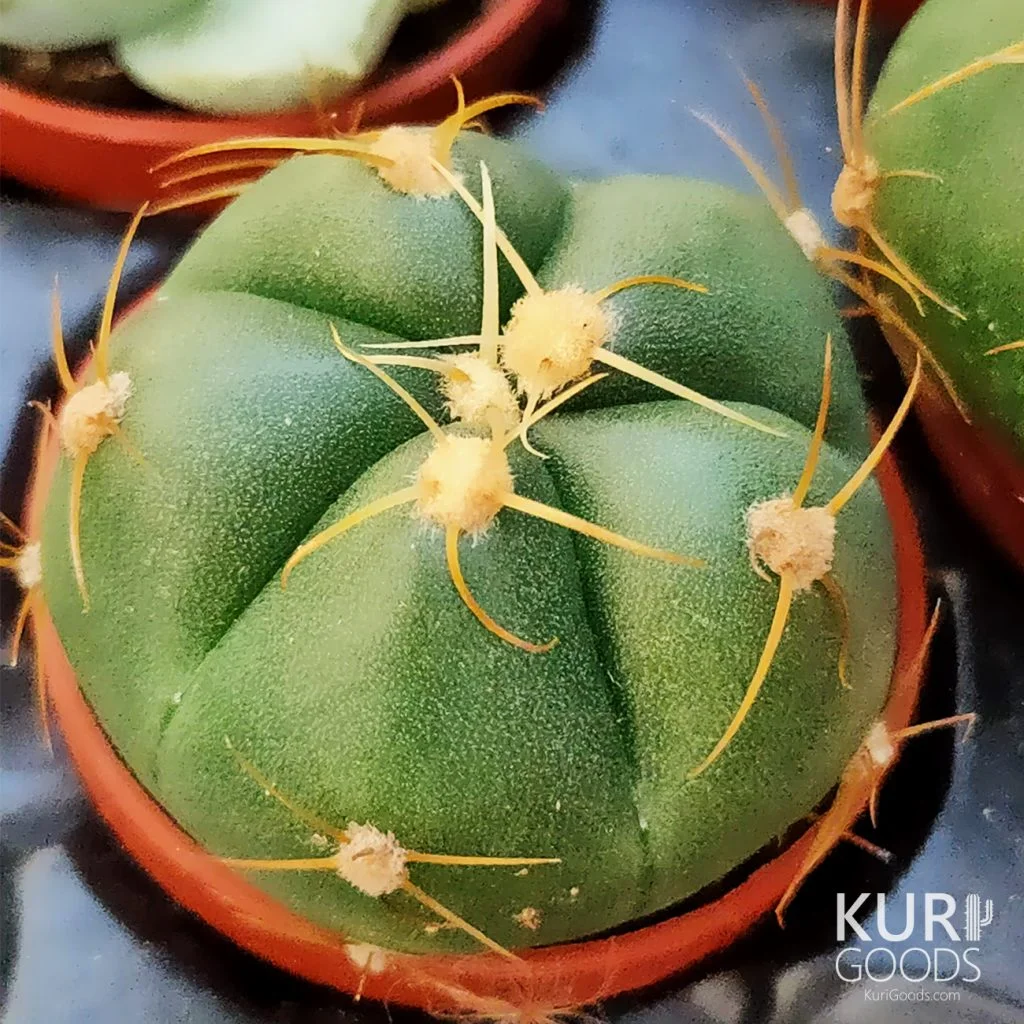 天然 素材 極上 寿老人 仙人688グラム 販売累計2,500万本突破！水素水通販売上日本一の「仙寿の水NEO