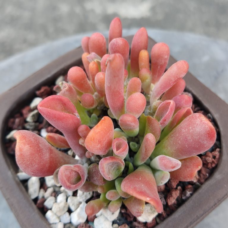 多肉仙人交易所