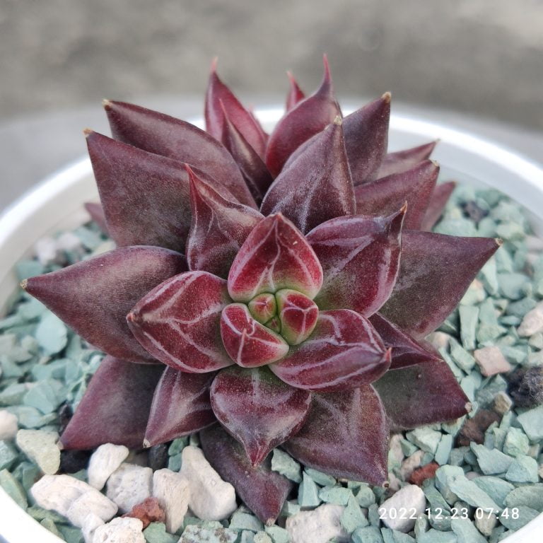 多肉仙人交易所