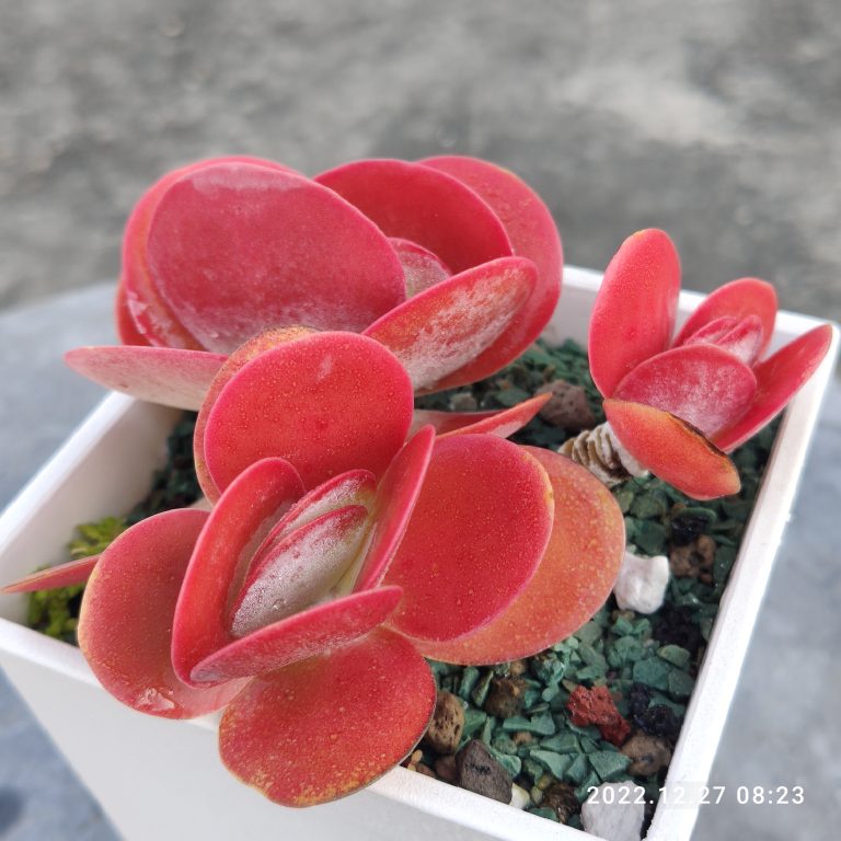 多肉仙人交易所