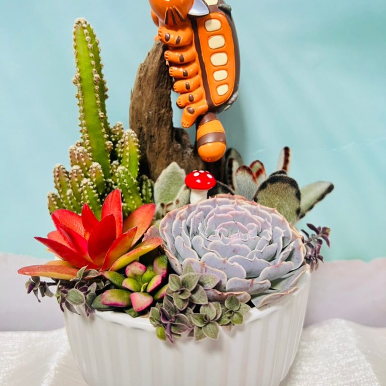 多肉仙人交易所