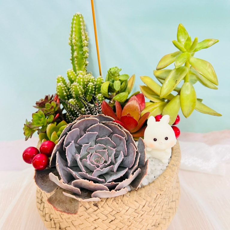 多肉仙人交易所