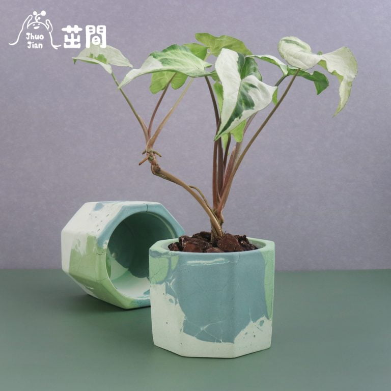 多肉仙人交易所