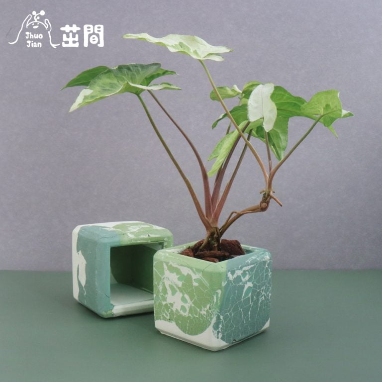 多肉仙人交易所