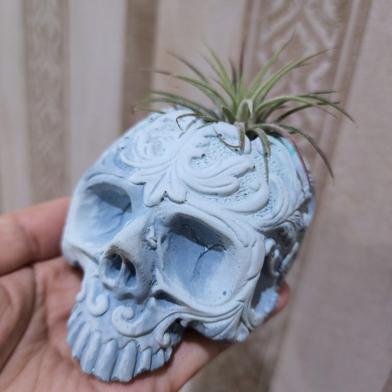 多肉仙人交易所