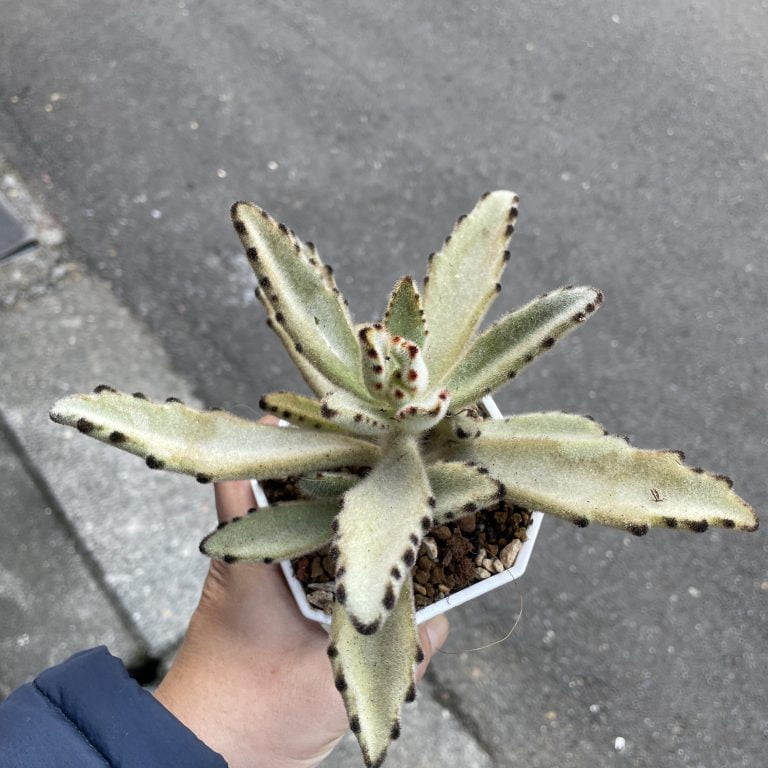 多肉仙人交易所