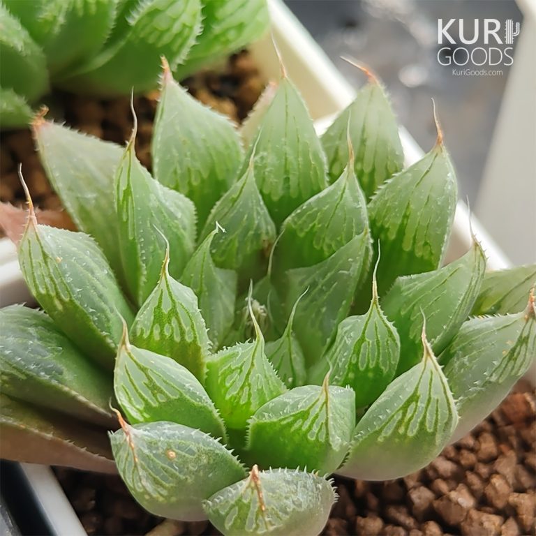 多肉仙人交易所