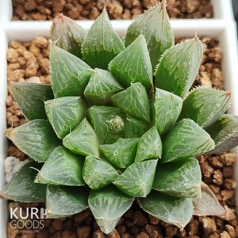 多肉仙人交易所