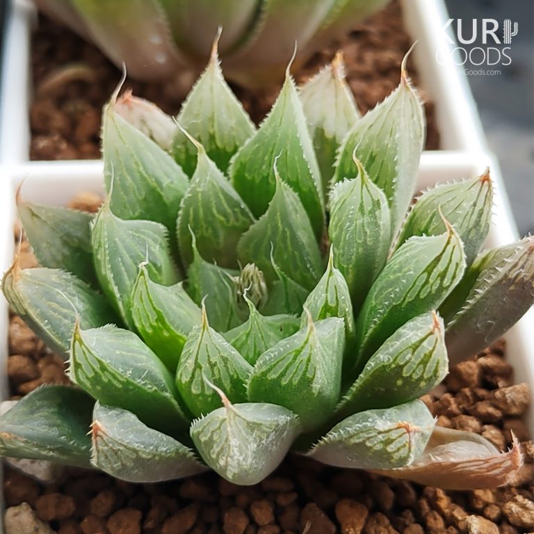 多肉仙人交易所