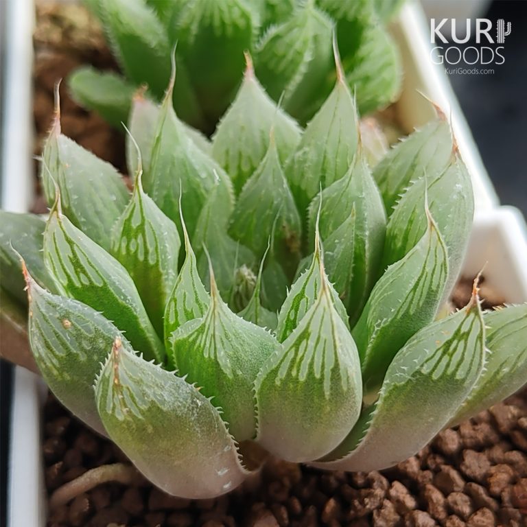 多肉仙人交易所