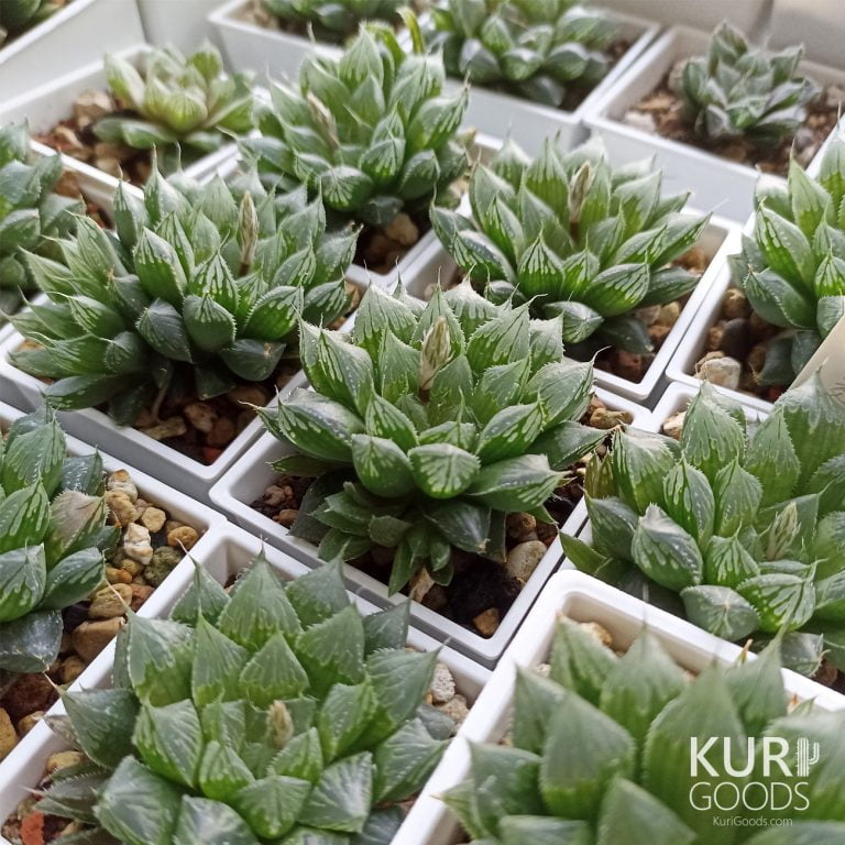 多肉仙人交易所