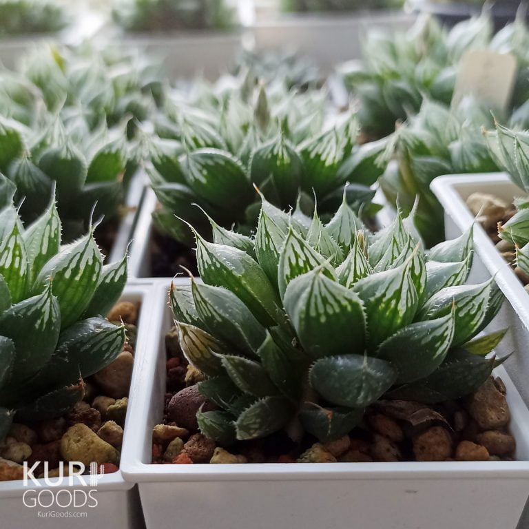 多肉仙人交易所