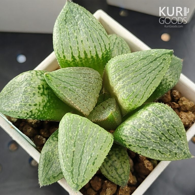 多肉仙人交易所