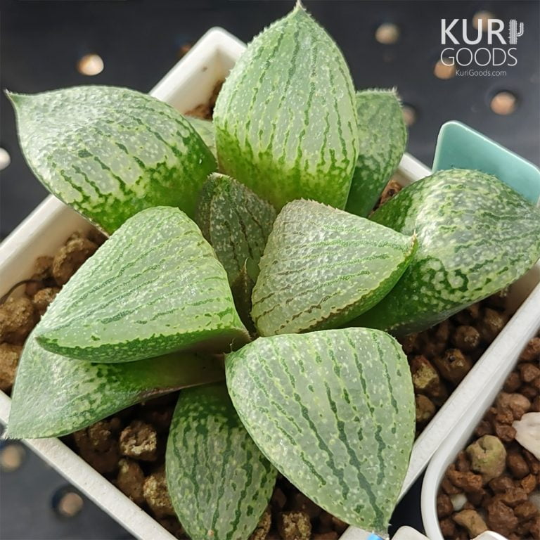 多肉仙人交易所