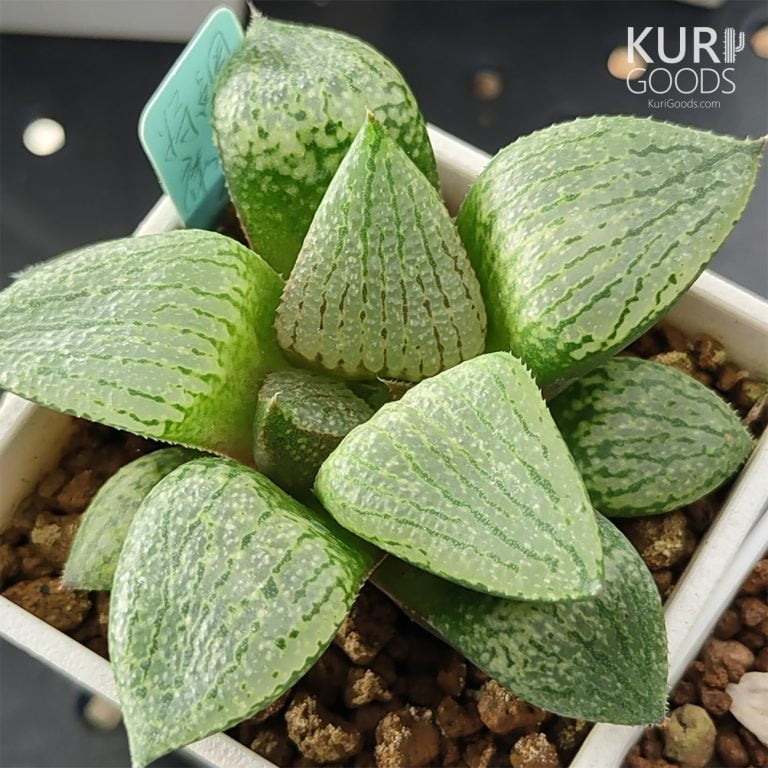 多肉仙人交易所