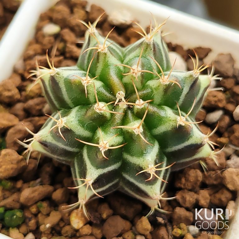 多肉仙人交易所