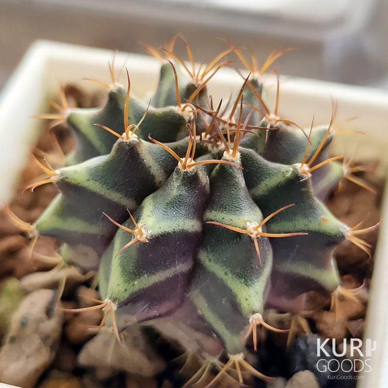 多肉仙人交易所