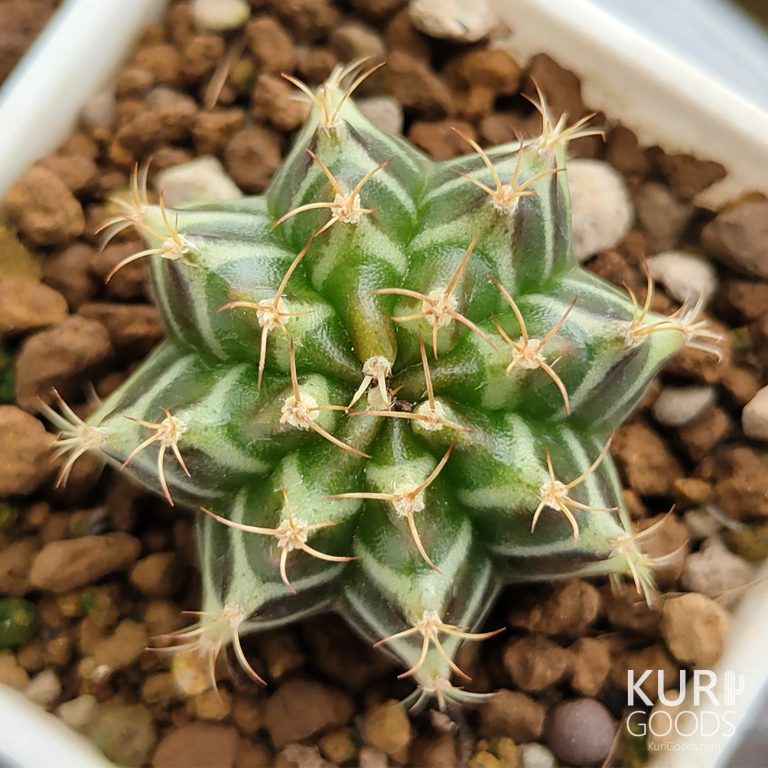 多肉仙人交易所