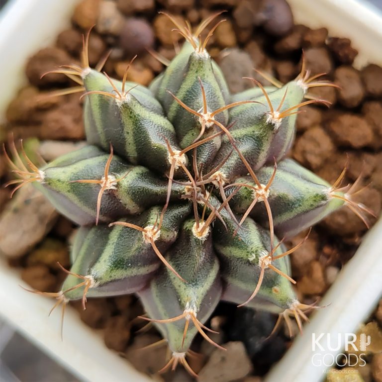 多肉仙人交易所