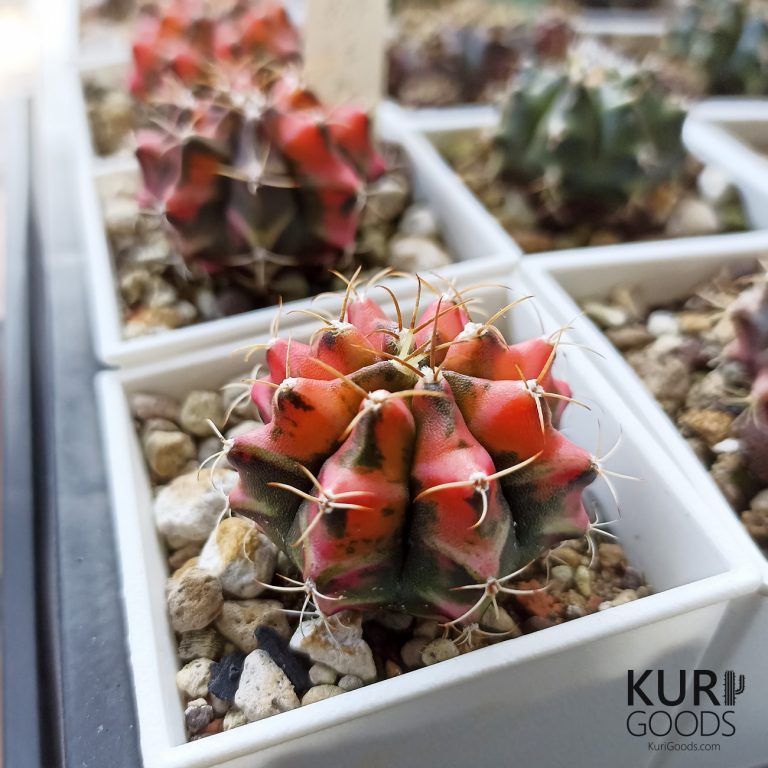 多肉仙人交易所