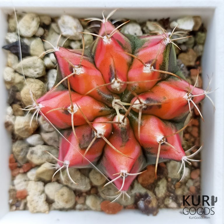 多肉仙人交易所