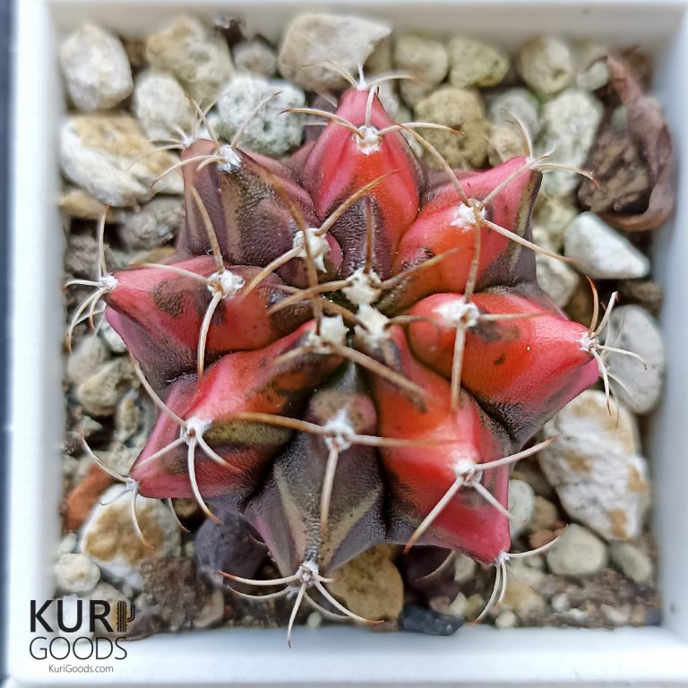 多肉仙人交易所