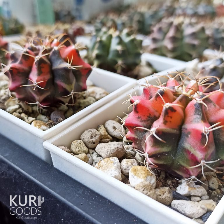 多肉仙人交易所