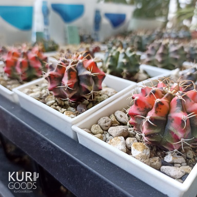 多肉仙人交易所