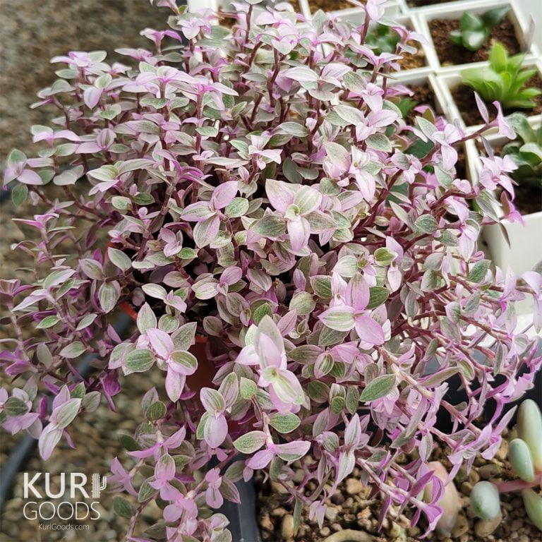 多肉仙人交易所