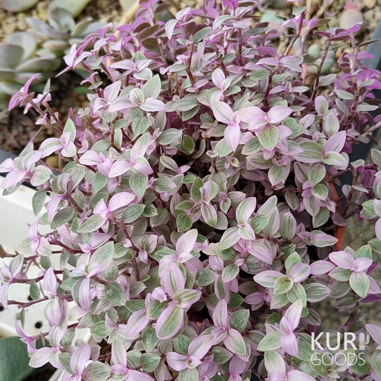 多肉仙人交易所