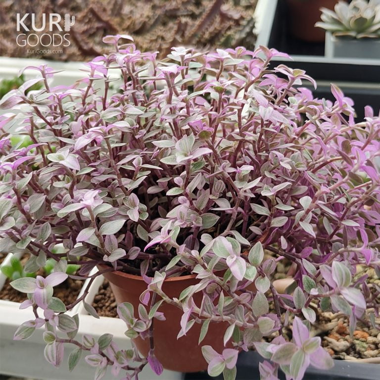 多肉仙人交易所