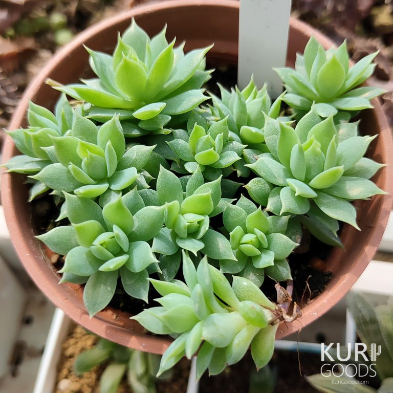 多肉仙人交易所