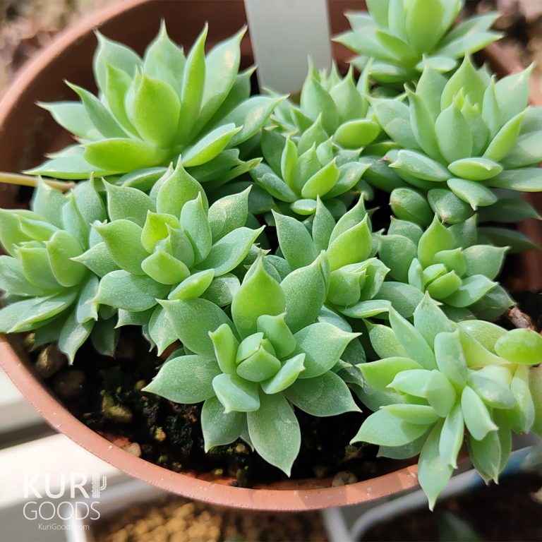 多肉仙人交易所