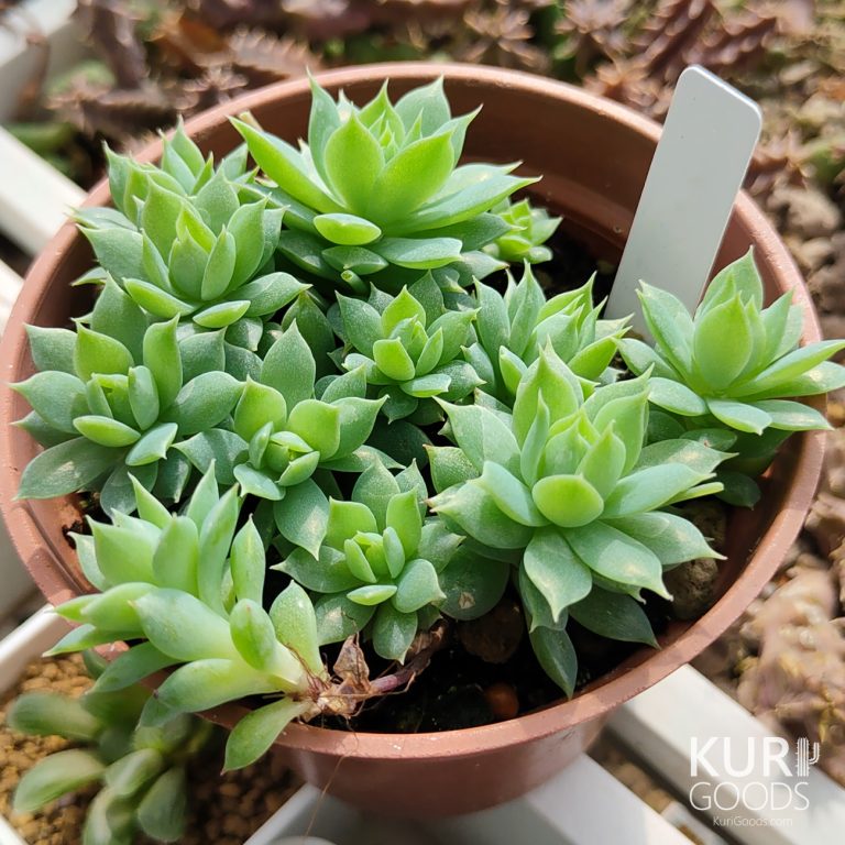 多肉仙人交易所