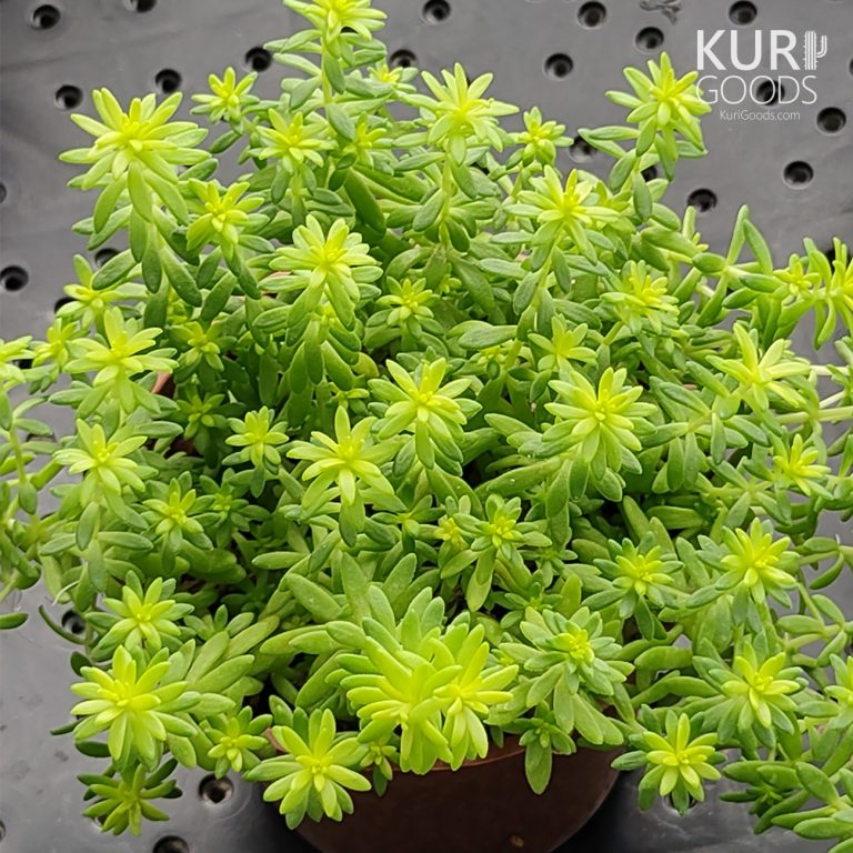 多肉仙人交易所