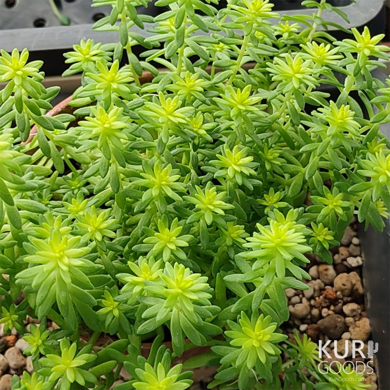 多肉仙人交易所