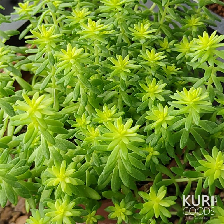 多肉仙人交易所