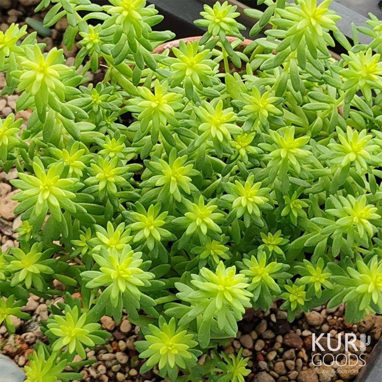 多肉仙人交易所