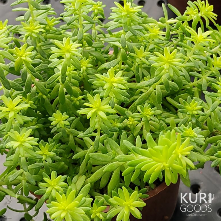 多肉仙人交易所