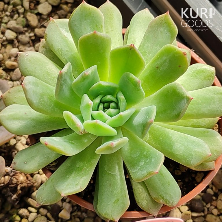 多肉仙人交易所