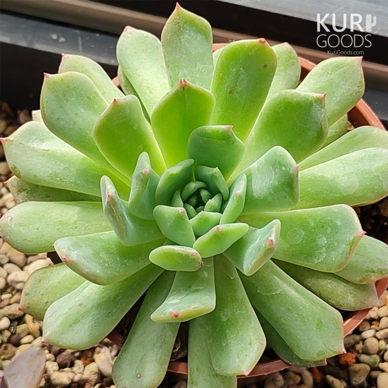 多肉仙人交易所