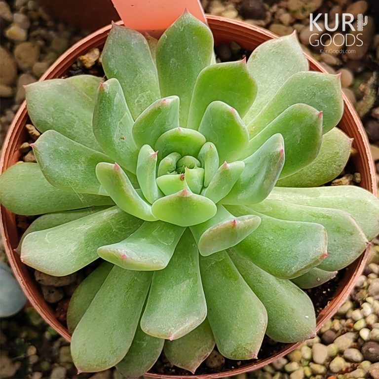 多肉仙人交易所