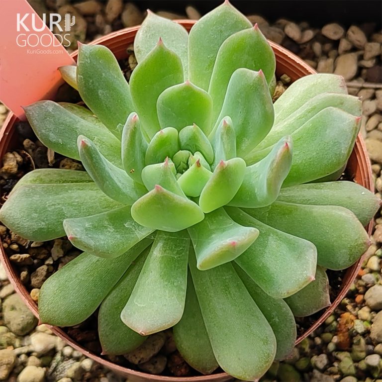 多肉仙人交易所