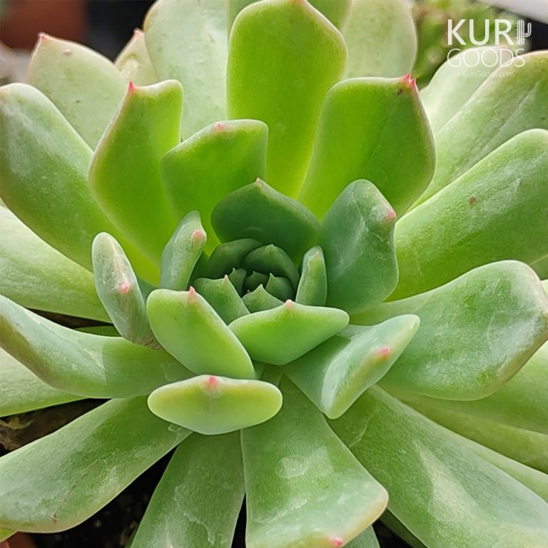 多肉仙人交易所