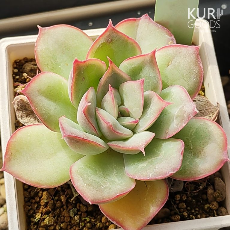 多肉仙人交易所