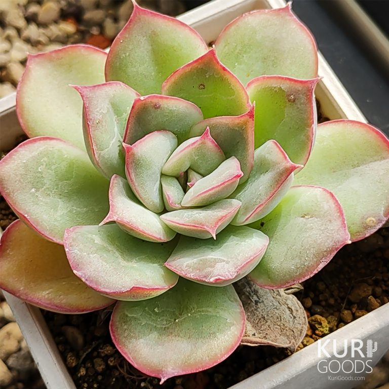 多肉仙人交易所