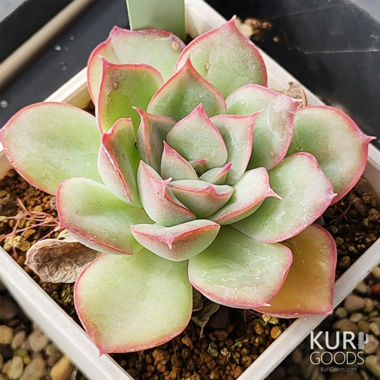 多肉仙人交易所