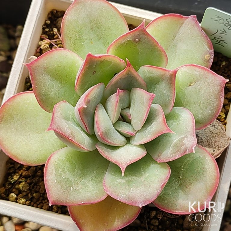 多肉仙人交易所